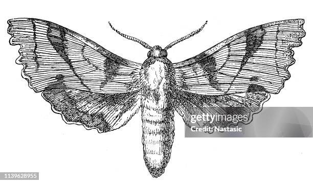 bildbanksillustrationer, clip art samt tecknat material och ikoner med marumba quercus, ek-hönan - hawk moth