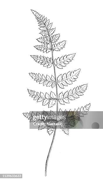 spinulose wood fern (dryopteris carthusiana) - polypodiaceae stock illustrations