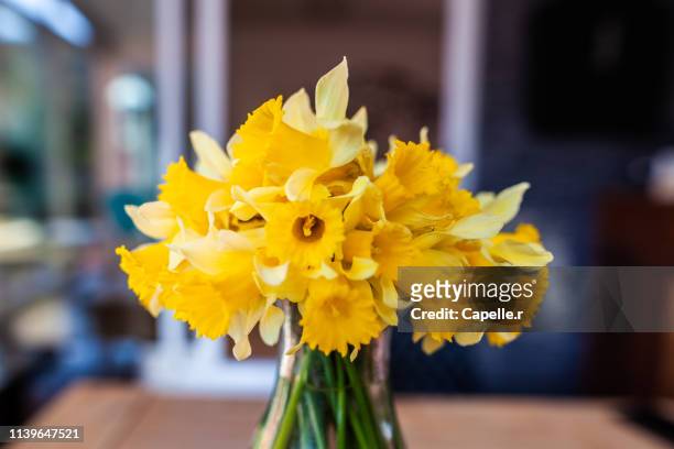 fleurs - printemps jonquille - osterglocke stock-fotos und bilder