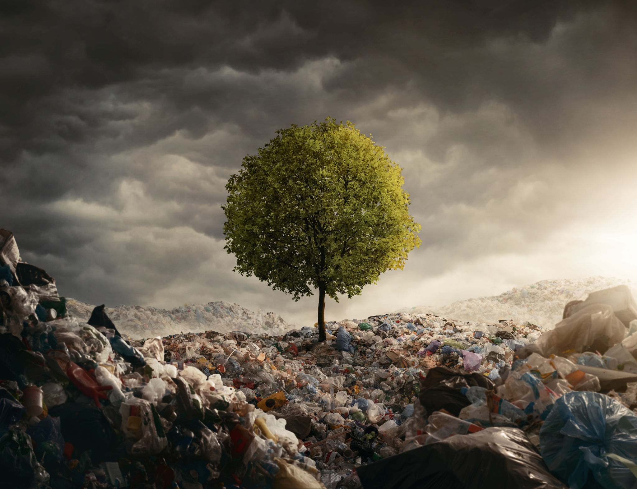 tree waste disposal