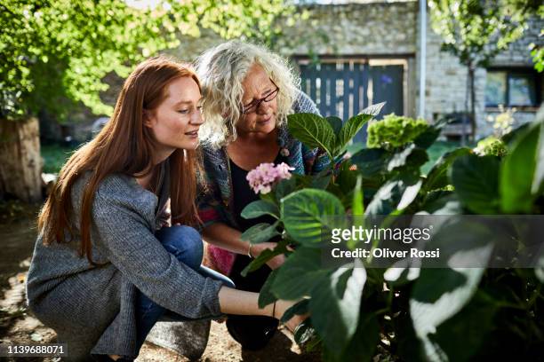senior woman and young woman examining flower in garden - family gardening stock-fotos und bilder