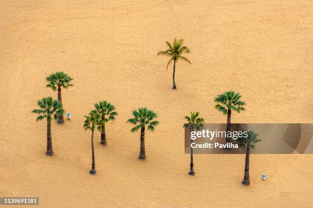 utsikt över en vacker sand strand och palmträd i kanarie öarna närbild, teneriffa, spanien - palm tree bildbanksfoton och bilder