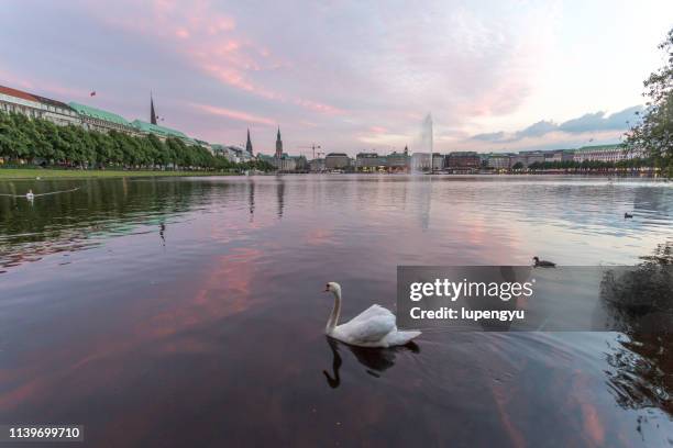 lake alster at twlight,hamburg - alster river stock pictures, royalty-free photos & images