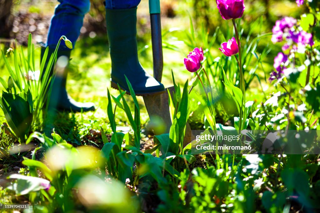 Woman digging a hole in the garden with a spade