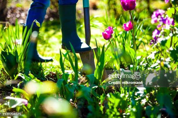 woman digging a hole in the garden with a spade - garden spring flower bildbanksfoton och bilder