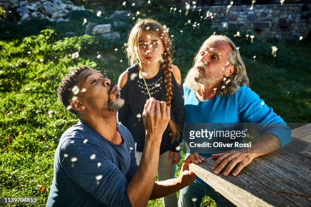 two men and girl blowing blowball in garden - child dandelion stockfoto's en -beelden