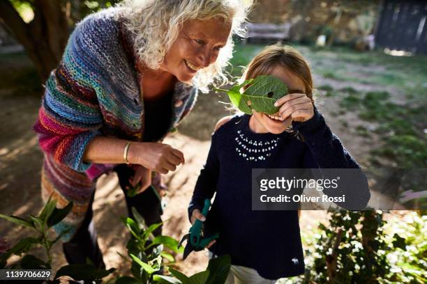 happy grandmother and granddaughter with leaf in garden - women wearing see through clothing stockfoto's en -beelden