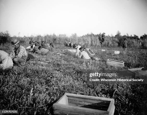 Winnebago Indians and Black River Falls townspeople harvesting cranberries, Black River Falls, Wisconsin, 1905.