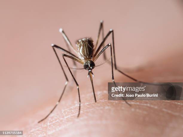 aedes aegypti frontal macro (yellow fever mosquito / mosquito da dengue) - dengue fotografías e imágenes de stock