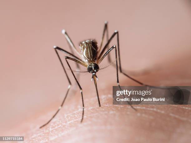 aedes aegypti frontal macro (yellow fever mosquito / mosquito da dengue) - dengue - fotografias e filmes do acervo