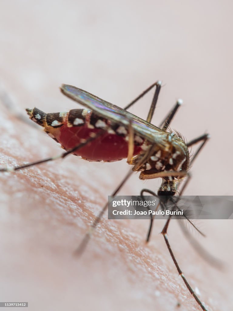 Aedes aegypti biting skin (yellow fever mosquito / mosquito da dengue)