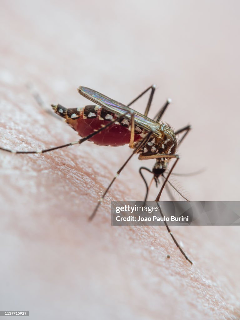 Aedes aegypti biting skin (yellow fever mosquito / mosquito da dengue)