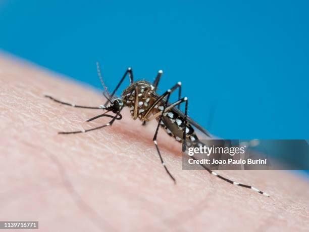 aedes aegypti (yellow fever mosquito / mosquito da dengue) - zanzara foto e immagini stock
