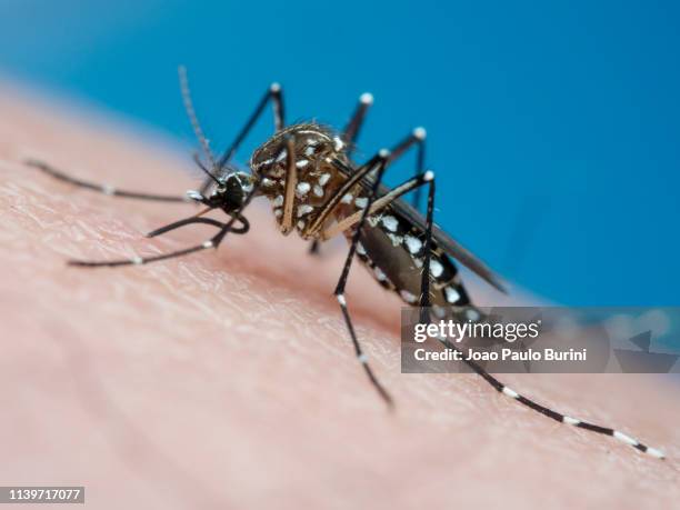 aedes aegypti (yellow fever mosquito / mosquito da dengue) - fundo azul stock pictures, royalty-free photos & images