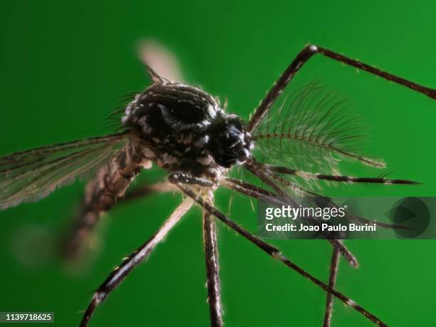 aedes aegypti extreme close-up (yellow fever mosquito / mosquito da dengue) - dengue fotografías e imágenes de stock