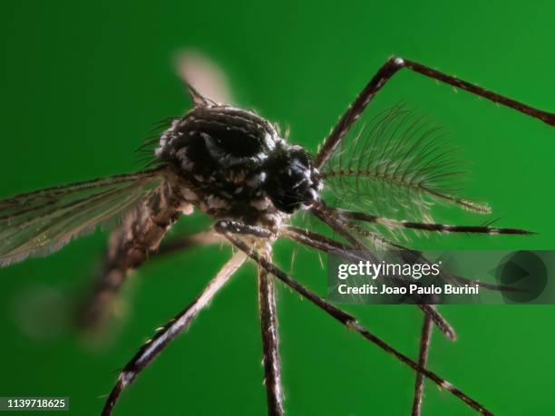 aedes aegypti extreme close-up (yellow fever mosquito / mosquito da dengue) - dengue fever fever stockfoto's en -beelden