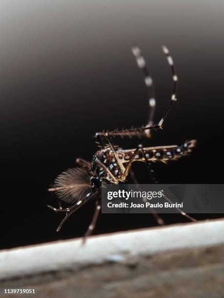 aedes aegypti (yellow fever mosquito / mosquito da dengue) - aedes aegypti stock pictures, royalty-free photos & images