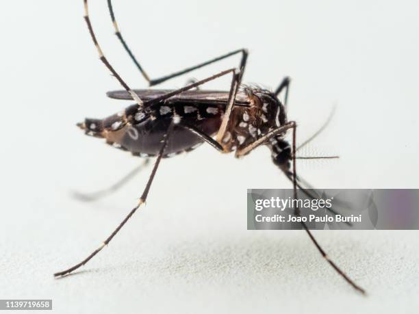 aedes aegypti (yellow fever mosquito / mosquito da dengue) - dengue - fotografias e filmes do acervo