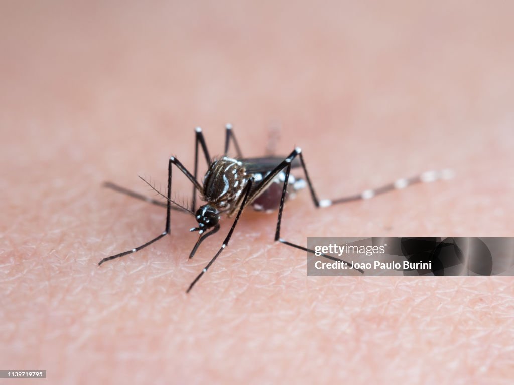 Aedes Aegypti On Human Skin High-Res Stock Photo - Getty Images
