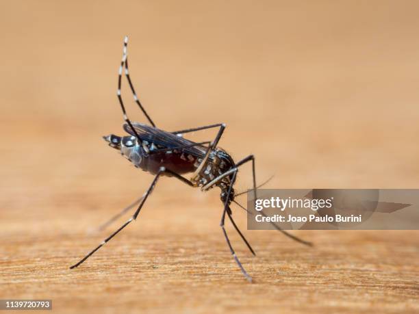 aedes aegypti (yellow fever mosquito / mosquito da dengue) - aedes aegypti stock pictures, royalty-free photos & images