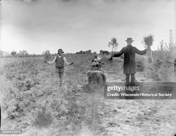 Boy and a man are holding up small white pine trees, while workers are planting them at Alexander Lake's nursery, Black River Falls, Wisconsin, 1896....