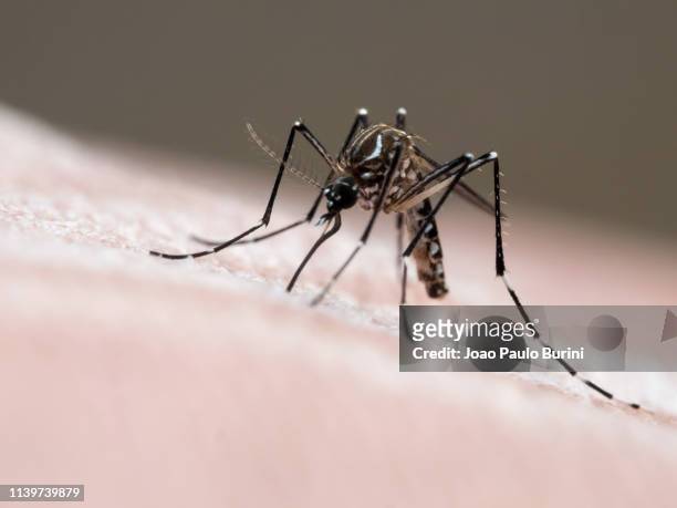 dengue mosquito (aedes aegypti, yellow fever mosquito) - dengue fotografías e imágenes de stock