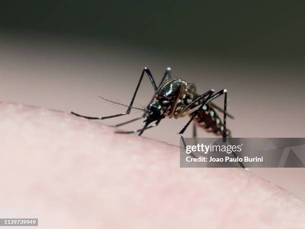 dengue mosquito (aedes aegypti, yellow fever mosquito) - aedes aegypti stock pictures, royalty-free photos & images