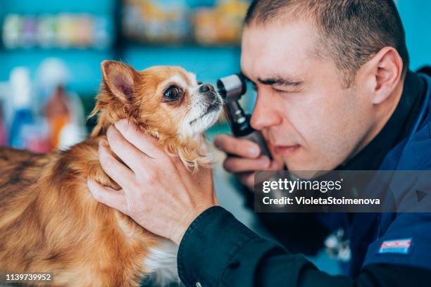 olho do cão de exame do veterinário através do oftalmoscópio - visão saúde e medicina - fotografias e filmes do acervo