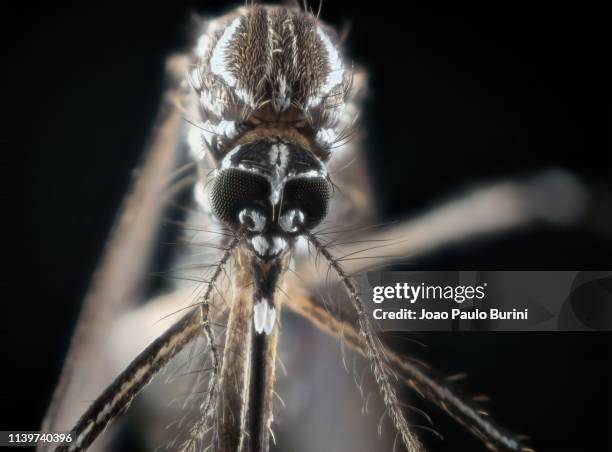 dengue mosquito (aedes aegypti, yellow fever mosquito) - aedes aegypti stock-fotos und bilder