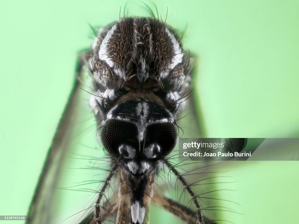 Dengue mosquito (Aedes aegypti, yellow fever mosquito)