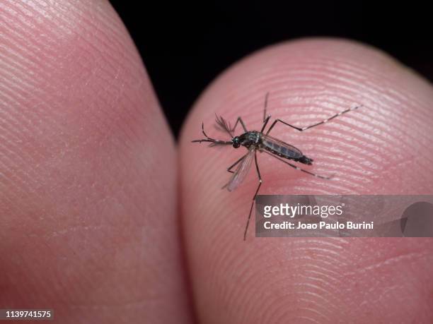 dengue mosquito (aedes aegypti, yellow fever mosquito) - aedes aegypti stock pictures, royalty-free photos & images