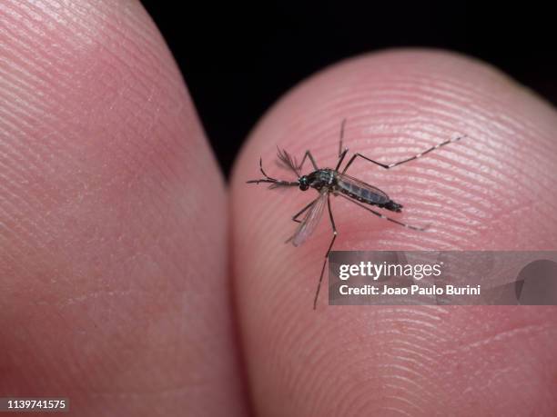 dengue mosquito (aedes aegypti, yellow fever mosquito) - zoonotic diseases 個照片及圖片檔