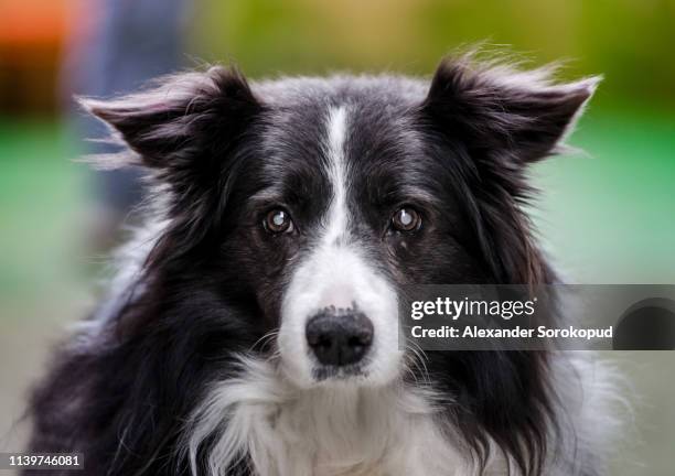 blind dog portrait - blind dog stock pictures, royalty-free photos & images