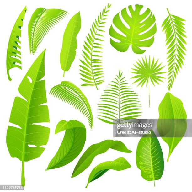 ilustraciones, imágenes clip art, dibujos animados e iconos de stock de hojas verde selva-colección. - anturio