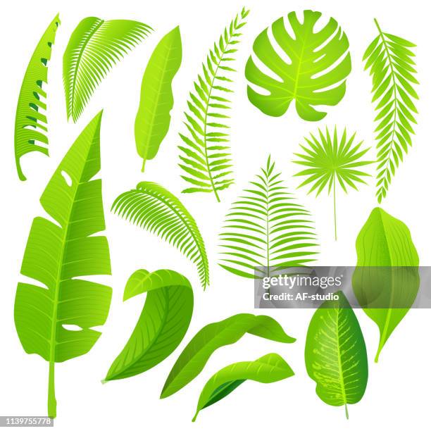 illustrations, cliparts, dessins animés et icônes de feuilles vertes de jungle-collection. - plante tropicale