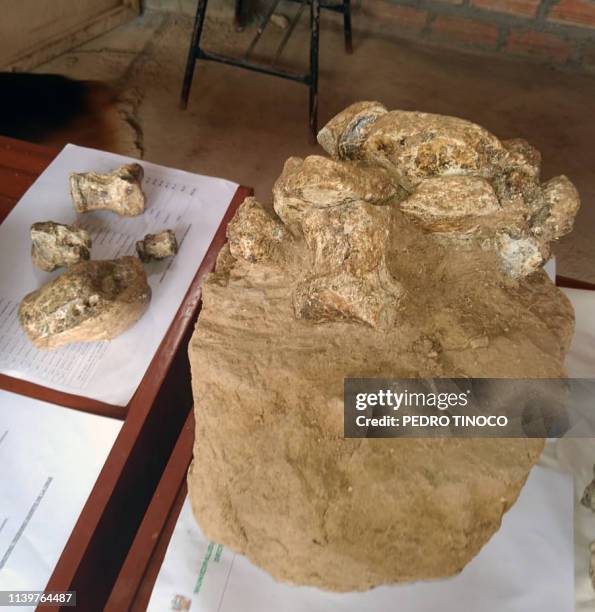 View of fossil remains of three ancient elephants found in the Chambara district of Concepcion Province, Junin department in central Peru taken on...