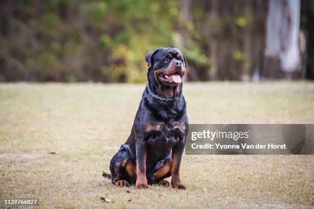 rottweiler watching out for his owner - rottweiler imagens e fotografias de stock