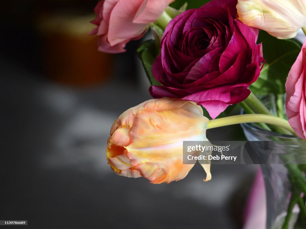 Close up photo of a Rembrandt tulip against a dark blurred background
