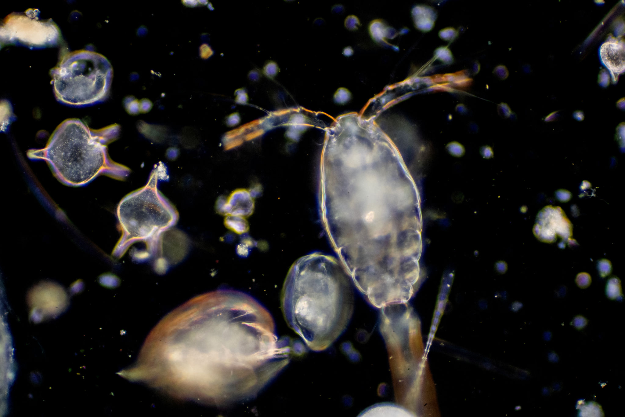 microscopic organisms