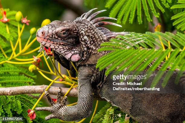 green iguana on st. thomas, us virgin islands - lesser antilles stock pictures, royalty-free photos & images
