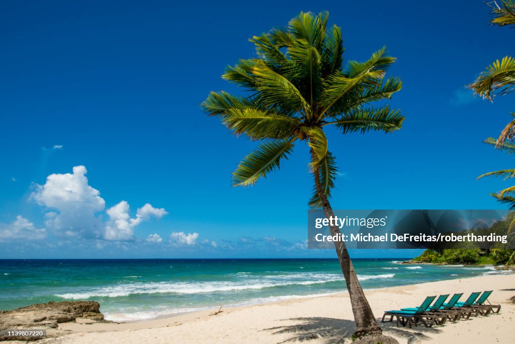 Palm tree at Carambola Beach Resort in Saint Croix, US Virgin Islands