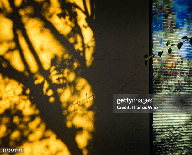 Tree Shading House Photos and Premium High Res Pictures - Getty Images