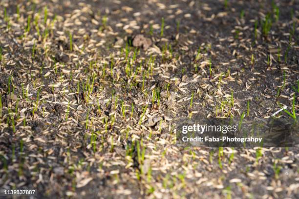 sowing seeds for new lawn - sembrar fotografías e imágenes de stock