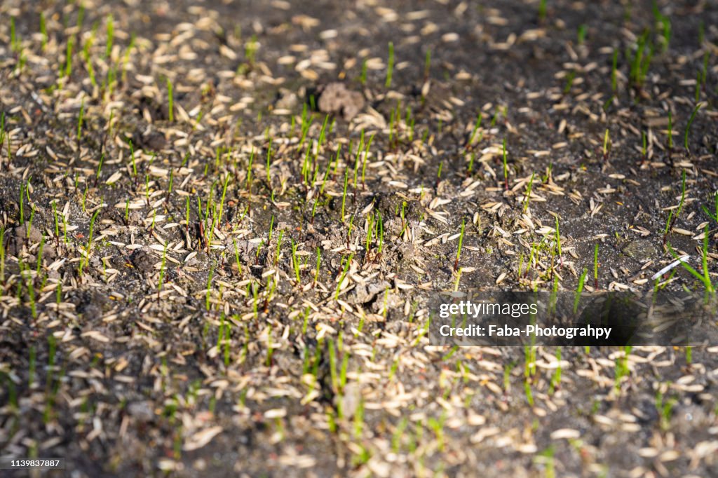 Sowing Seeds For New Lawn