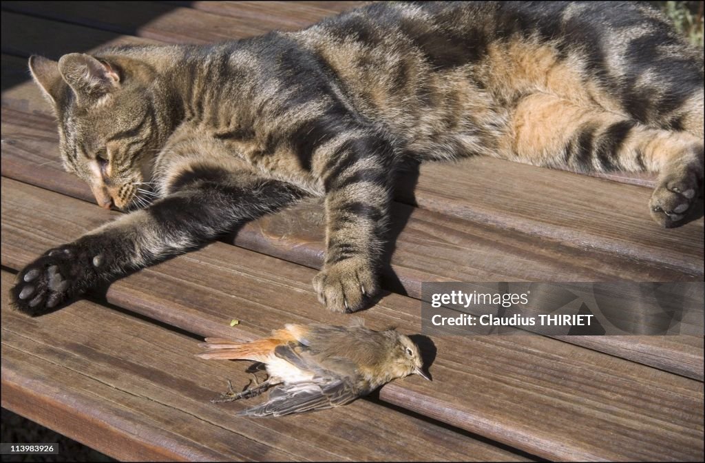 Illustration: How vulnerable are domestic cats to bird-flu? In France On February 03, 2006-