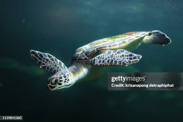 sea turtle - loggerhead turtle stock pictures, royalty-free photos & images