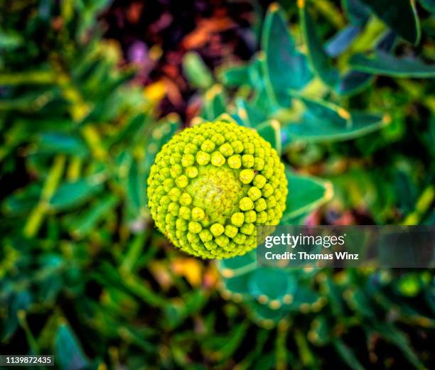 ornamental pincushion flower - flowers placed on the hollywood walk of fame star of jay thomas stockfoto's en -beelden