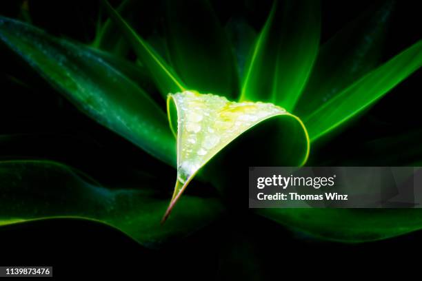 rain drops on agave leaf - agave plant stockfoto's en -beelden