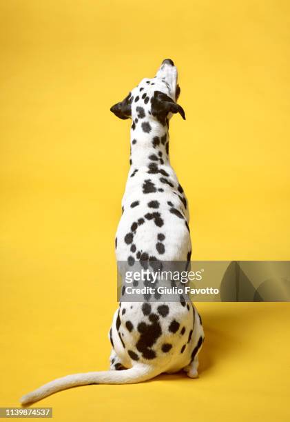 dalmatian dog - dog portrait stock-fotos und bilder