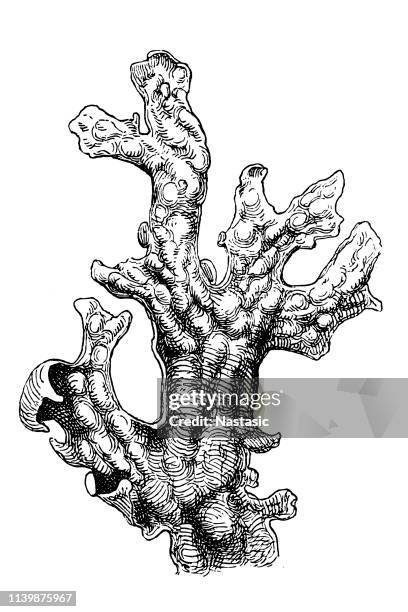lung lichen (sticta pulmonacea) - tree moss stock illustrations